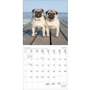 Kalender Hunde 2025 ausgeklappt